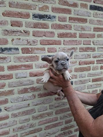 Franse Bulldog pups te koop, diverse mooie kleurtjes, beschikbaar voor biedingen