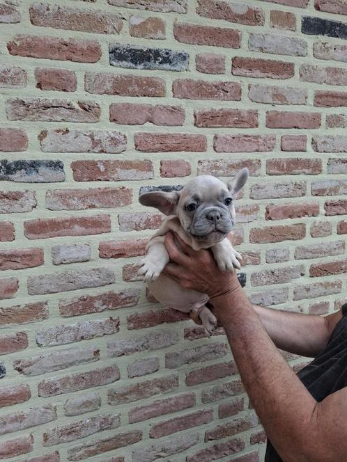 Franse Bulldog pups te koop, diverse mooie kleurtjes,, Dieren en Toebehoren, Honden | Bulldogs, Pinschers en Molossers, Meerdere dieren