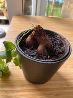 Dioscorea elephantipes 7 jaar GEEN KOERRIERDIENST, Ophalen