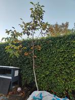 Notenboom, Ophalen, 250 tot 400 cm, Walnotenboom