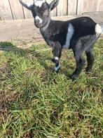 Dwerggeitje, Animaux & Accessoires, Moutons, Chèvres & Cochons, Femelle, Chèvre, 0 à 2 ans