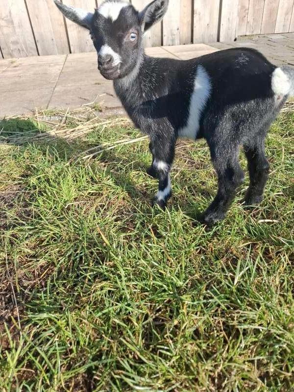 Dwerggeitje, Dieren en Toebehoren, Schapen, Geiten en Varkens, Geit, Vrouwelijk, 0 tot 2 jaar
