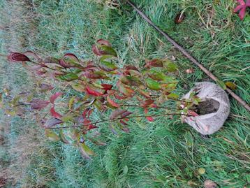 Cornus kousa Chinensis  beschikbaar voor biedingen