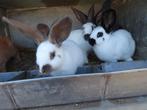 VLINDERKONIJNEN  100% RASZUIVER, Meerdere dieren, Groot, 0 tot 2 jaar