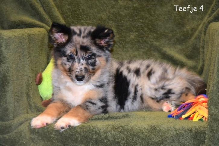 Heel mooie kruising Herder pups, Dieren en Toebehoren, Honden | Herdershonden en Veedrijvers, Meerdere dieren, Herder, Fokker | Professioneel