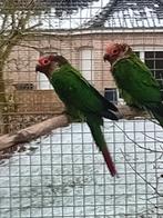 Pyrrhura roseifrons, Dieren en Toebehoren, Vogels | Parkieten en Papegaaien, Parkiet, Geringd
