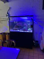 Zeeaquarium, Dieren en Toebehoren, Ophalen, Zo goed als nieuw, Gevuld zeewateraquarium