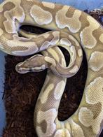 Enchi lesser 100% het clown ball python, Dieren en Toebehoren, Slang, Tam, 0 tot 2 jaar
