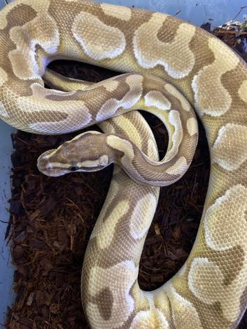 Enchi lesser 100% het clown ball python  beschikbaar voor biedingen