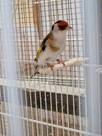 BONT PUTTER, Dieren en Toebehoren, Ophalen