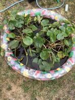 Drijfplant waterlelie, Tuin en Terras, Ophalen