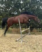 Paard te koop, Januari, Vrouwelijk