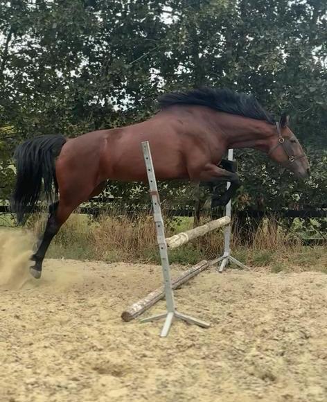 Paard te koop, Dieren en Toebehoren, Overige Dieren, Vrouwelijk, Januari