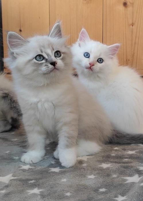 Siberische Neva masquerade kittens, Dieren en Toebehoren, Katten en Kittens | Raskatten | Langhaar, Kater, 0 tot 2 jaar, Met stamboom
