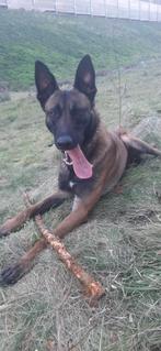 Malinois à donner, Dieren en Toebehoren, Honden | Herdershonden en Veedrijvers, België, Particulier, Reu, 1 tot 2 jaar
