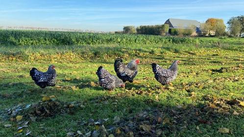 Wyandotte kriel kippen zilverzwart gezoomd gesekst + ingeënt, Dieren en Toebehoren, Pluimvee, Kip, Vrouwelijk
