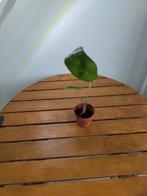 Plant Alocasia Zebrina 2, Tuin en Terras, Ophalen of Verzenden