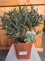 Olijfboom Olea Europaea struik, Tuin en Terras, Planten | Tuinplanten, Ophalen