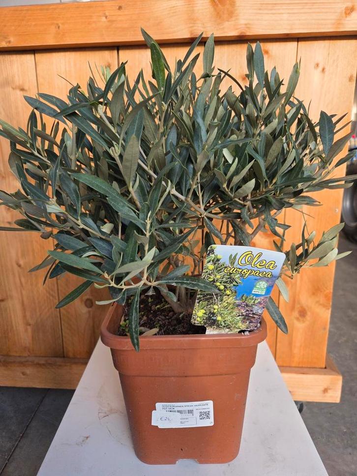 Olijfboom Olea Europaea struik, Tuin en Terras, Planten | Tuinplanten, Ophalen