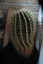 Cactus van minstens 40 jaar, Ophalen, Minder dan 100 cm, Groene kamerplant, In pot