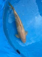 Karashigoi, Dieren en Toebehoren, Vissen | Vijvervissen