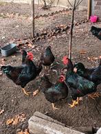 Hollandse Barnevelder Per 2 kippen en 1haan te koop, Dieren en Toebehoren, Pluimvee, Kip