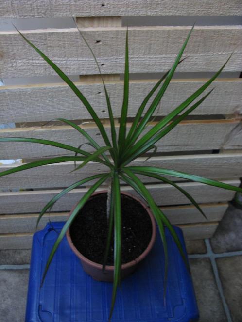 Dragonnier (Dracaena marginata), Maison & Meubles, Plantes d'intérieur, Autres espèces, Moins de 100 cm, Plante verte, Ombre partielle