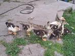 eenden, Dieren en Toebehoren, Pluimvee, Geslacht onbekend, Eend