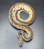 1.0 vpi axanthic clown RTB, Dieren en Toebehoren, Reptielen en Amfibieën, Slang, Tam, 0 tot 2 jaar