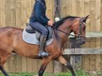 Dressuurpony D met springaanleg, Dressuurpony