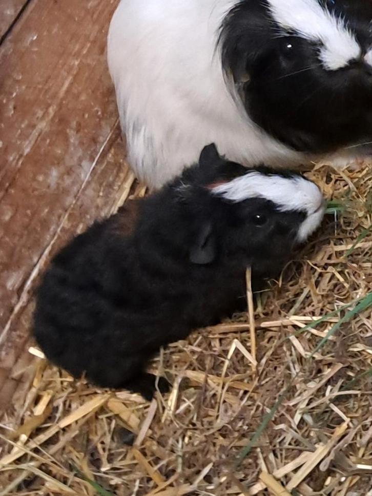 Te koop, 2 jonge cavia beertjes, Dieren en Toebehoren, Knaagdieren, Mannelijk, Cavia, November, Tam