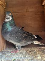 Sierduif te koop, Dieren en Toebehoren