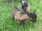 dwerggeitjes, Dieren en Toebehoren, Meerdere dieren, Geit, 0 tot 2 jaar