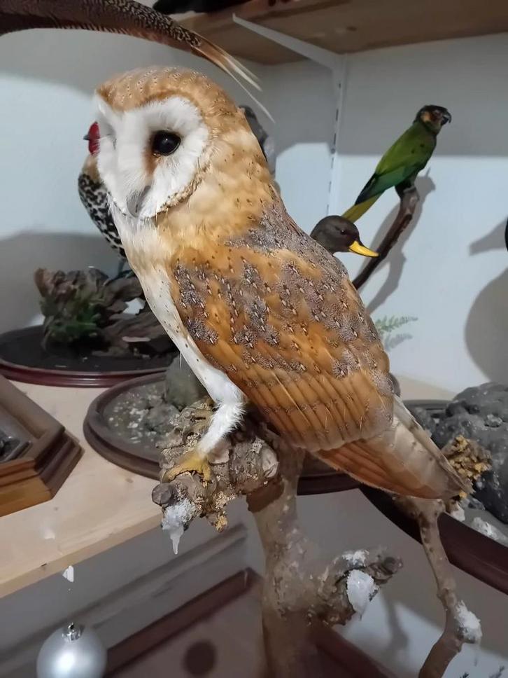 Gezocht overleden roofvogel uilen valken taxidermie, Animaux & Accessoires, Oiseaux | Perruches & Perroquets