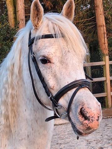 Super lieve kindvriendelijke d pony, Dieren en Toebehoren, Merrie