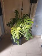GRANDE PLANTE MONSTERA VARIEGATA, Huis en Inrichting, Kamerplanten, Ophalen of Verzenden
