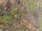 Prefane, Zakelijke goederen, Landbouw | Veevoer, Ophalen