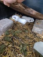 Cavia wit cali choco, Dieren en Toebehoren, Knaagdieren, Augustus, Meerdere dieren, Cavia