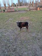 schaap, Mâle, Mouton, 0 à 2 ans