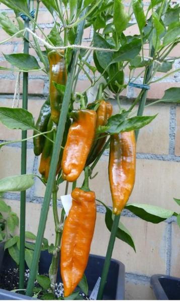 5 zaden oranje puntpaprika - paprika Timia - voor buiten beschikbaar voor biedingen