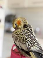 Perruche callopsitte EAM de 4 mois, Dieren en Toebehoren, Vogels | Parkieten en Papegaaien, Geslacht onbekend, Parkiet, Geringd