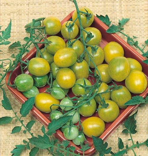 Tomaat Green Grapes (5 zaden), Tuin en Terras, Bloembollen en Zaden, Zaad, Ophalen of Verzenden