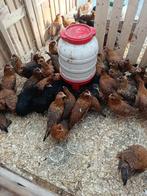 pondeurs colorants araucana/crème legbar/marans 0499/082381, Animaux & Accessoires, Volatiles, Femelle, Poule ou poulet