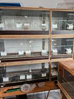 Kweekkooien, Dieren en Toebehoren, Vogels | Hokken en Kooien, Ophalen of Verzenden