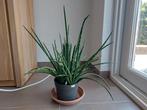 Sanseveria Fernwood, Huis en Inrichting, Kamerplanten, Ophalen, Overige soorten, Minder dan 100 cm
