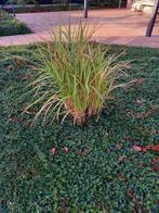 Gratis : 1 bos Riet, Ophalen, Vaste plant, Siergrassen