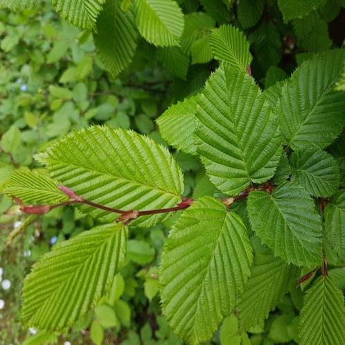 Plantes de haies (hêtre, charme, ligustrum), Jardin & Terrasse, Plantes | Arbustes & Haies, Charme, Enlèvement ou Envoi