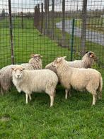 4 schapen ooien ( vrouwelijk ), Dieren en Toebehoren, Schapen, Geiten en Varkens, Vrouwelijk, Schaap