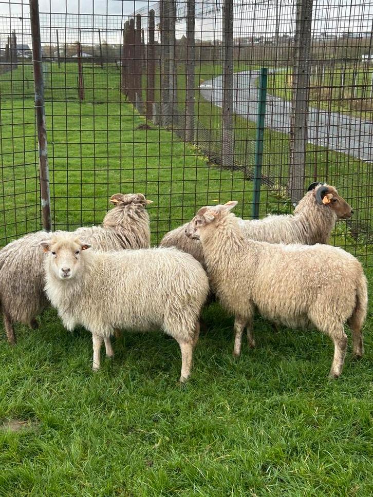 4 schapen ooien ( vrouwelijk ), Dieren en Toebehoren, Schapen, Geiten en Varkens, Schaap, Vrouwelijk
