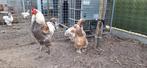 Brahma zalm groothoender, Dieren en Toebehoren, Pluimvee, Kip